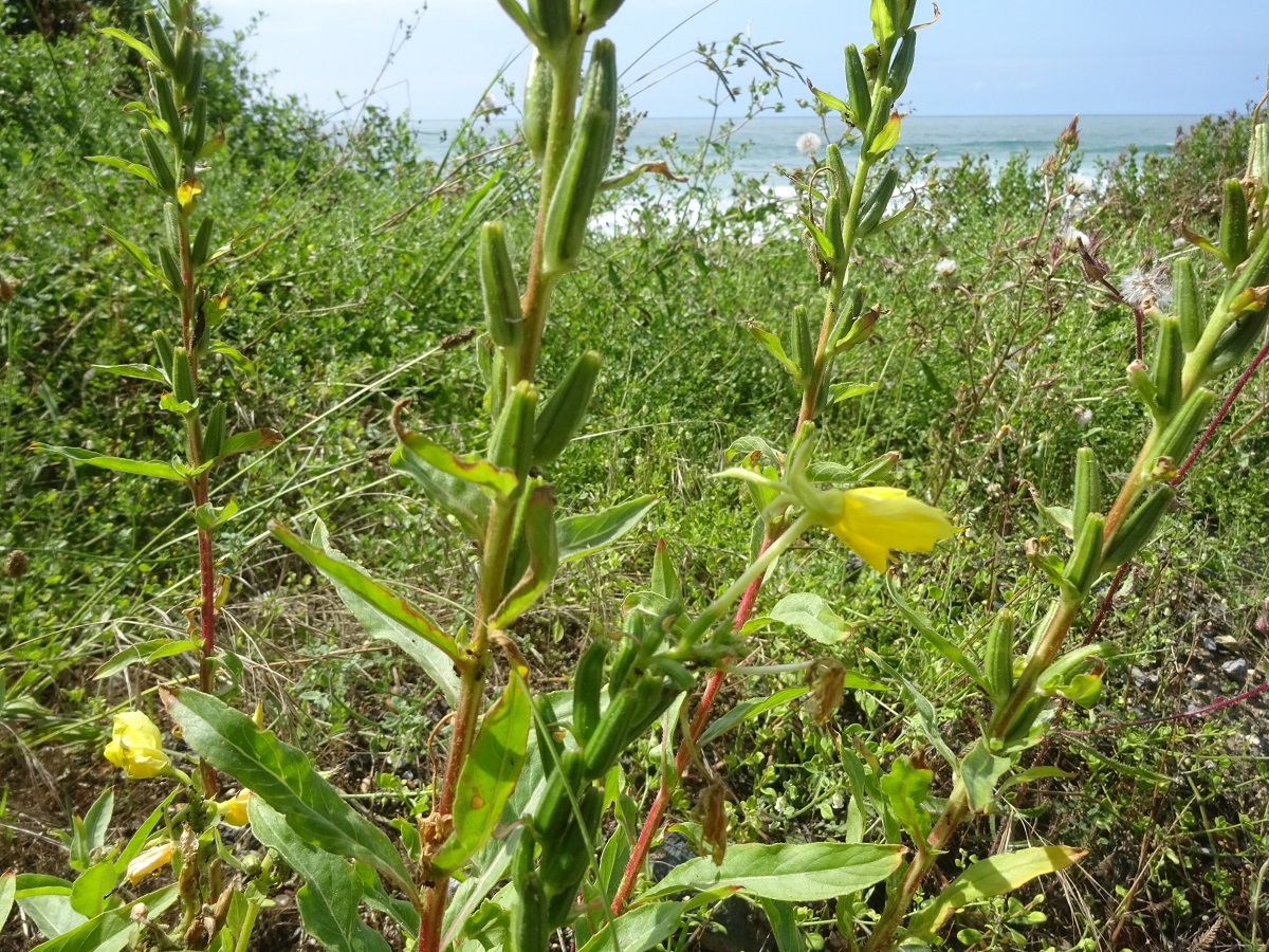 Oenothera biennis (Onagraceae)